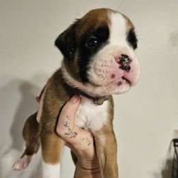 Boy 5 - Fawn male Boxer puppy in Piedmont, South Carolina from SmashBox Kennel