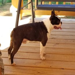 Rajko - Boston Terrier