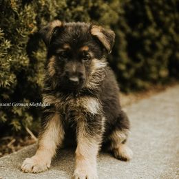 Boy 3 - German Shepherd puppy in Washington from Mount Pleasant German Shepherds