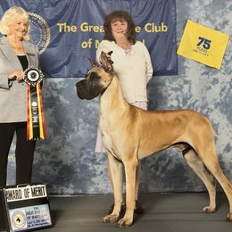 Martini - Great Dane