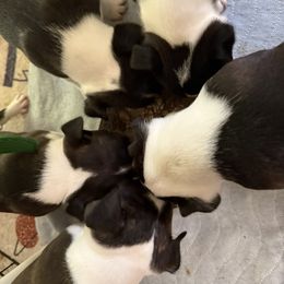 Boy 1 - male Boston Terrier puppy in Columbus, North Carolina from Bradley’s Bostons