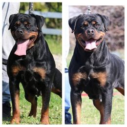 Astra  - Rottweiler