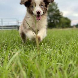 Australian Shepherd and Miniature Australian Shepherd Puppies from Integrity Aussies Tx