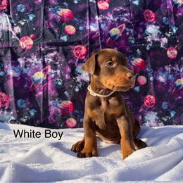 White - Red and rust male Doberman Pinscher puppy in Knox, Indiana from Double River Dobermans