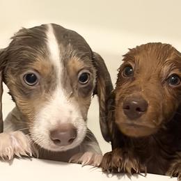 Dachshunds from jennelle johnson