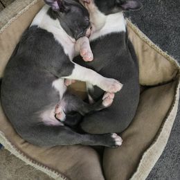 Boston Terrier Puppies from Aronow pups