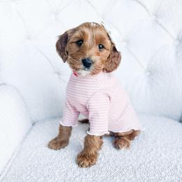 Penny - Red  female Goldendoodle puppy in Sterling, Illinois from Charley's Goldendoodles