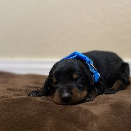 Doberman Pinscher Puppies from Obsidian Kennels