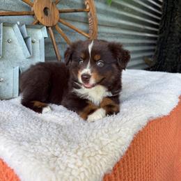 Mocha - Red tri female Miniature Australian Shepherd puppy in Checotah, Oklahoma from Wild Outlaw Aussies