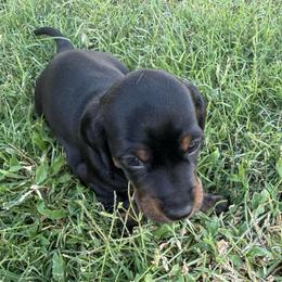 Boy 2 - Black and tan male Dachshund puppy in Buckeye, Arizona from Ryder's Roundup