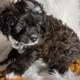 Simba - Black tri-color male Aussiedoodle puppy in Meridian, Idaho from Saguaro Jasper Aussiedoodles