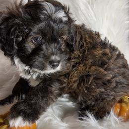 Simba - Black tri-color male Aussiedoodle puppy in Meridian, Idaho from Saguaro Jasper Aussiedoodles