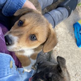 American Corgi and Pembroke Welsh Corgi Puppies from Foxy Knoll Farm