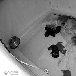 Aussiedoodle Puppies from Colorful Colorado Aussiedoodles