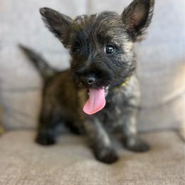 Nikki - Red brindle female Cairn Terrier puppy in Pottersville, Missouri from Cairn Terriers of Heatherridge,LLC