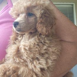 Canela - Apricot female Poodle puppy in Greenville, Texas from Pitties' Love
