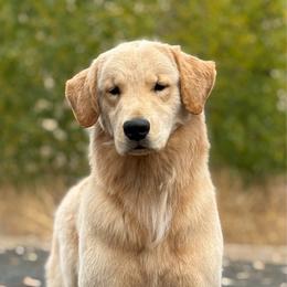 Blush - Golden Retriever