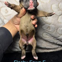 Light blue - Fawn female Boxer puppy in Louisville, Kentucky from Nelson’s Fancy Frenchies and Bulldogs