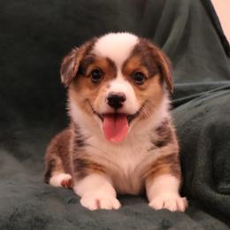 Patriot - Black and tan male Pembroke Welsh Corgi puppy in Arcanum, Ohio from Weissway Corgis