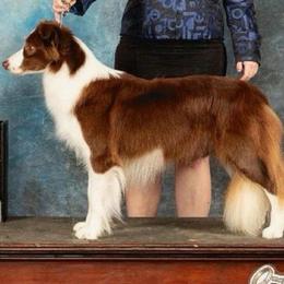 Ariel - Border Collie