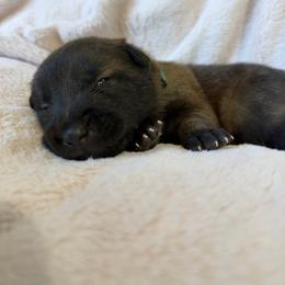 6th Pick Male - Fawn sable male Belgian Malinois puppy in Boise, Idaho from Wings of Freedom Retrievers and Malinois