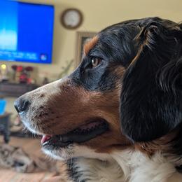Scarlet - Bernedoodle
