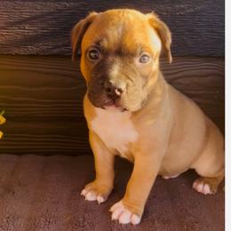 Boy 4 - Red male American Pit Bull Terrier puppy in Tenino, Washington from West Winds American Pit Bull Terriers