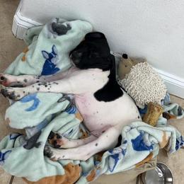 German Shorthaired Pointer Puppies from Freemans' GSP's