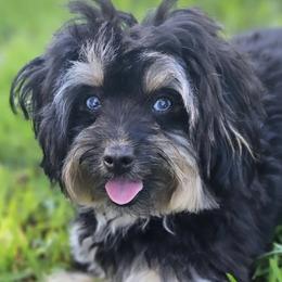 Aussiedoodle and Bernedoodle Puppies from Little Golden Farm