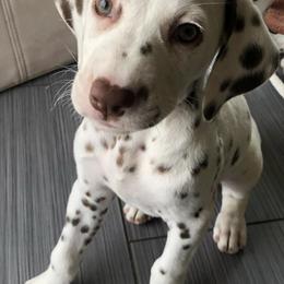 Dalmatians from 4 AM Dalmatians