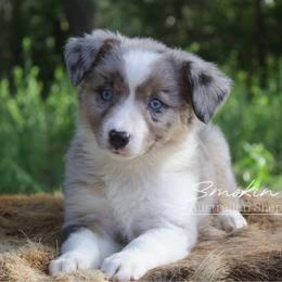 Coppertone - Blue merle female Australian Shepherd puppy in Grapeland, Texas from Smokin K Aussies