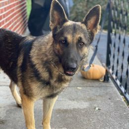 Mac - German Shepherd
