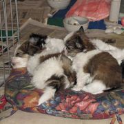 Mi-Ki Puppies from Wellspring Mi-kis