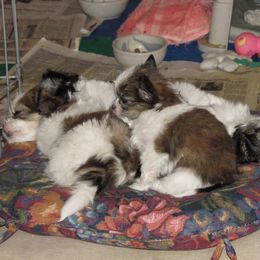 Mi-Ki Puppies from Wellspring Mi-kis