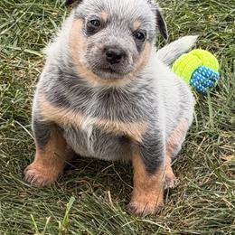 Cue - Blue male Australian Cattle Dog puppy in Billings, Montana from Sugarloaf French bulldogs and Australian cattle dogs