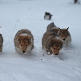 Collie Puppies from Circle H Farm