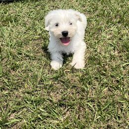 AKC Daisy - White female Miniature Schnauzer puppy in El Campo, Texas from Savannah's Schnauzers