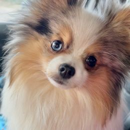 Vinny - Pomeranian