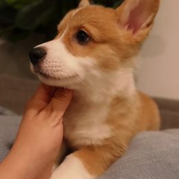 Bella - White and fawn female Pembroke Welsh Corgi puppy in Chula Vista, California from Adrian's Pembroke Welsh Corgis