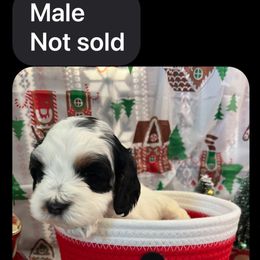 Zena - Black white and tan male Cockapoo puppy in Connersville, Indiana from MoonShine Babies