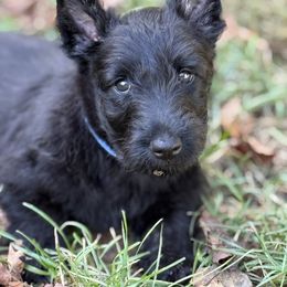 Scottish Terrier Puppies from Capstone Scottish Terriers