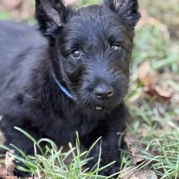 Scottish Terrier Puppies from Capstone Scottish Terriers