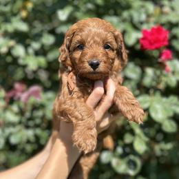 Orange collar - Red  male Goldendoodle puppy in North Carolina from Lynes of Doodles