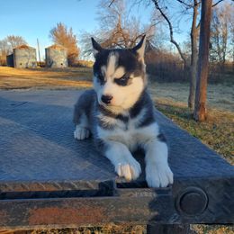 Siberian Husky Puppies from Haskins Huskies