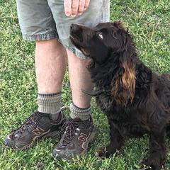Boykin Spaniels from Lost Branch Boykin Spaniels