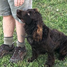 Boykin Spaniels from Lost Branch Boykin Spaniels