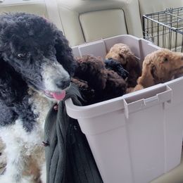 Poodle Puppies from Elliott's Elite Poodles