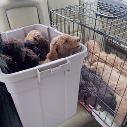 Poodle Puppies from Elliott's Elite Poodles