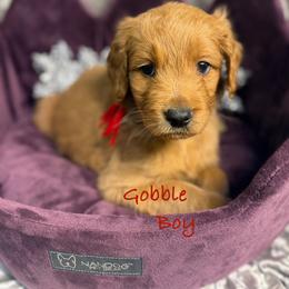 Gobble - Red  male Goldendoodle puppy in Rockville, Minnesota from Bracha Poodles & Doodles