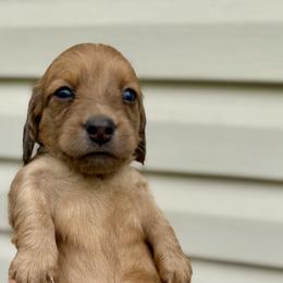 Angel - Red female Dachshund puppy in Madison, Indiana from McCollough's Pawsome Spaniels and Danny's Delightful Dachshunds